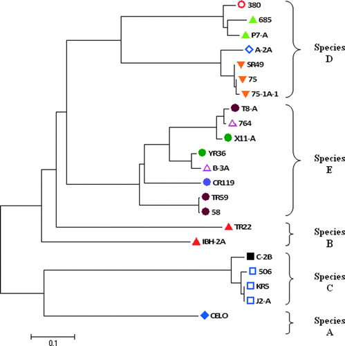 Figure 3.  Phylogenetic tree established with the nucleotide sequences of the approximately 765 bp fragment of the reference strains hexon L1 region. The FAdVs are clustered into five species (A to E) and then divided into 12 serotypes according to the ICTV current nomenclature (ICTVdB Management, Citation2006). Serotypes: Display full sizeFAdV-1; Display full sizeFAdV-2; Display full sizeFAdV-3; Display full sizeFAdV-4; Display full sizeFAdV-5; Display full sizeFAdV-6; Display full sizeFAdV-7; Display full sizeFAdV-8a; Display full sizeFAdV-8b; Display full sizeFAdV-9; Display full sizeFAdV-10; Display full sizeFAdV-11.