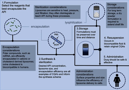 Figure 7 The liposomal drug product development pipeline highlights the main steps of synthesis, formulation, sterilization, storage, resuspension, and administration. Additional considerations are also included to provide more details along the flowchart.