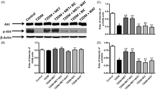 Figure 2. The effect of metformin in presence/absence of bicuculline or wortmannin on the level of expression of Akt (B) and p-Akt (C), and ratio of p-Akt to Akt (D) in liver of T2DM rats. The blots are representative of Akt and p-Akt in liver (A). The results in the histogram are expressed as the ratio of relative intensity of levels of expression of Akt or p-Akt to β-actin. All values are mean ± SEM of three separate sets of independent experiments. ap < 0.05 compared to control, bp < 0.05 compared to T2DM and cp < 0.05 compared to T2DM + MET [One-way ANOVA followed by Student–Newmann–Keuls post-hoc test].