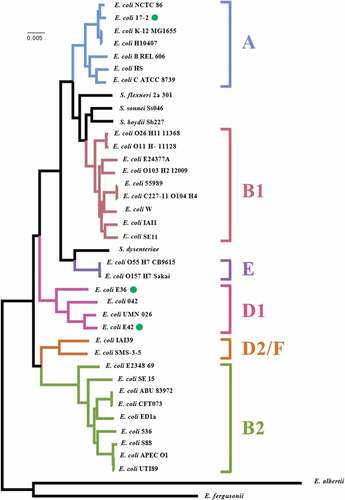 Figure 1. Phylogenetic analysis of EAEC strains E36 and E42. The figure shows a phylogenetic tree of E. coli strains highlighting the position of EAEC strains E36, E42 and 17–2 (green dots). The phylogenetic tree was reconstructed from Dunne et al. [Citation57], using RAxML (version 8.2.4) based on maximum likelihood analysis. Phylogenetic groups and labeling is similar to the reference phylogenetic tree in [Citation57] and EAEC O104:H4 strain C227-11 (accession number AFST00000000) [Citation58] has also been included