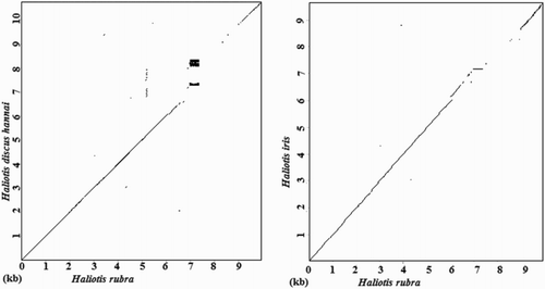 Figure 5. Dot-matrix comparisons of rDNA sequences. Dot plots indicate comparisons between H. rubra and H. discus hannai and between H. rubra and H. iris.