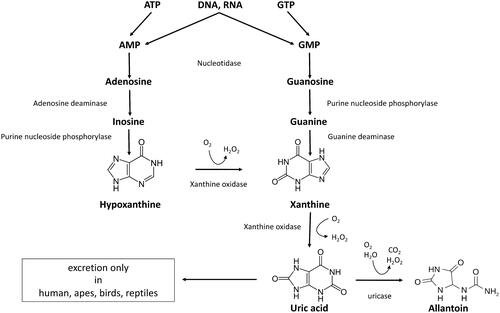 Figure 1. Diagram of purine degradation pathway.