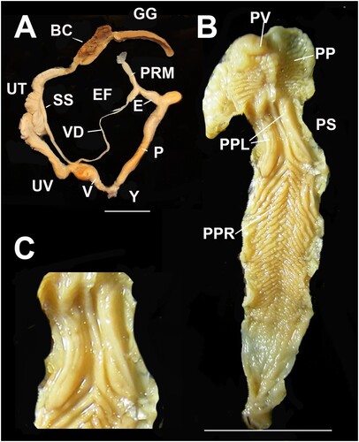 Figure 16. Genital details of Figuladra incei (Pfeiffer, 1846). A, Genitalia; B, Penis interior; C, Central penial chamber showing two prominent longitudinal ridges. A–C, QMMO39340, Middle Percy Id, MEQ. Scale bars = 10 mm.