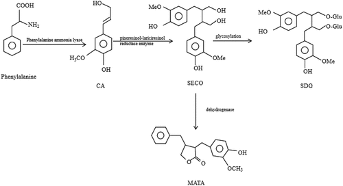 Figure 2. The biosynthesis pathway of lignin in flax.