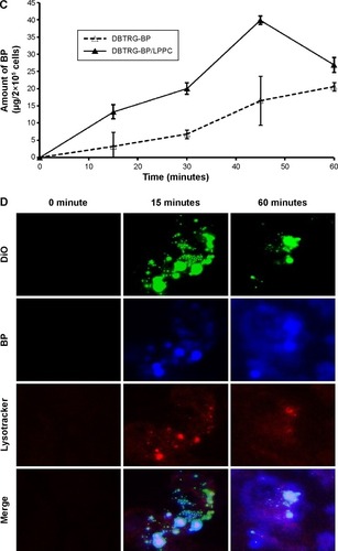 Figure 3 The uptake of BP/LPPC complex in DBTRG-05MG cells.Notes: (A) BP or (B) BP/LPPC (50 µg/mL) was added to DBTRG-05MG cells and incubated for 15 minutes, 30 minutes, 60 minutes, and 120 minutes. Cell fluorescence was analyzed by confocal microscopy at 400×. PI red fluorescence: nuclei; blue fluorescence: BP drug; DiO green fluorescence: cell membrane. (C) The amount of BP in the cells. After treatment with BP, the cells were harvested and lysed. BP was extracted and measured by a fluorescence spectrophotometer. (D) Colocalization of BP/LPPC. BP/LPPC was added to DBTRG-05MG cells and incubated for 15 minutes and 60 minutes. Cell fluorescence was analyzed by confocal microscopy at 400×. DiO green fluorescence: DiO-labeled LPPC; blue fluorescence: BP drug; LysoTracker red fluorescence: lysosome.Abbreviations: BP, n-butylidenephthalide; LPPC, lipo-PEG-PEI complex; PI, propidium iodide.