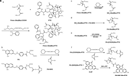 Figure 1 Synthetic scheme and structures of FA-FITC-Arg-PTX (A) and FA-5AF-Glu-PTX (B).Notes: (A) a, Fmoc-Arg(Pbf)-PTX; b, FA-NHS; c, NH2- Arg(Pbf)-PTX; d, FA- Arg(Pbf)-PTX; e, FA- (NH2)Arg-PTX; f, FA-FITC-Arg-PTX. (B) a, Fmoc-Glu(tBu)-PTX; b, FA-NHS; c, NH2-Glu(tBu)-PTX; d, FA- Glu(tBu)-PTX; e, FA-(COOH) Glu-PTX; f, FA-5AF-Glu-PTX.Abbreviations: 5AF, 5-aminofluorescein; FA, folic acid; FITC, fluorescein isothiocyanate; PTX, paclitaxel; h, hour; min, minute; RT, room temperature.