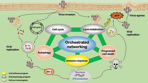 Figure 6. Orchestrated networking among the five influential processes during virus infection. The five influential factors form an orchestrated network governing the fate of viruses after virus infection. Autophagy and programmed cell death are cell survival programs, which are oppositely switched on/off at different stages by viruses to create a favorable environment for virus survival. Immune response is a cell defense program. Cell cycle alteration and lipid metabolic reprogramming are adaptations to cell housekeeping physiologies. Cell defense and physiology adaptations orchestrate and dynamically tilt cells between the two cell survival programs (autophagy and programmed cell death) on virus infection