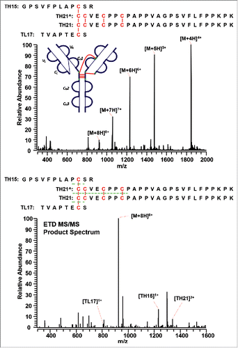 Figure 12. MS1 (top) and MS2 (bottom) spectra of the distinct disulfide-linked peptide between the hinge region and one Fab arm in the IgG2A/B isoform. Full MS spectrum confirms the existence of the linked peptide, whereas the ETD MS/MS product spectrum shows the identity of the unlinked peptides.