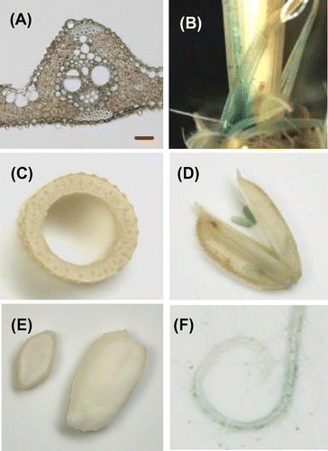 Fig. 4. Histochemical localization of GUS activity in transgenic plants carrying OsEno1 promoter::GUS construct.Notes: (A) Cross-section of a fully developed leaf blade. (B) Stem and tiller base of a 15-day-old plant. (C) Cross-section of culm at flowering stage. (D) Flower just after anthesis. (E) Immature seed at 15 days after anthesis (right) and its cross-section (left). (F) Root of a 15-day-old plant. Image in (A) was taken with a light microscope and other with a stereoscopic microscope. Scale bar in A, 20 μm.