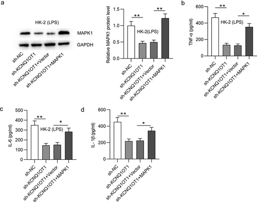 Figure 6. KCNQ1OT1 promotes inflammatory response in LPS-treated HK-2 cells via upregulation of MAPK1