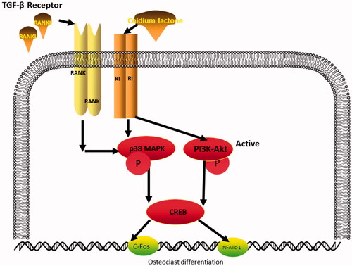 Figure 8. Diagrammatic drawing of the mechanism of cnidium lactone for osteoclast differentiation.