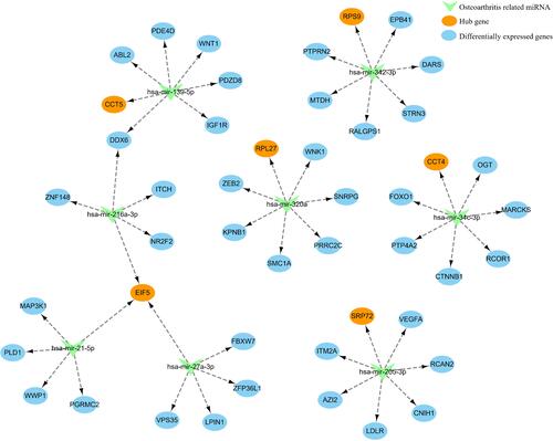 Figure 7 miRNA-mRNA network of hub genes and predicted miRNAs.