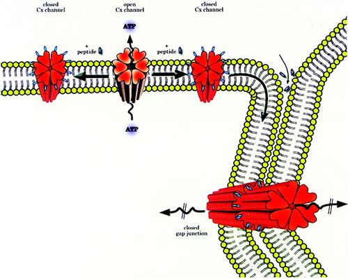 Figure 1 A proposed mechanism of action by which Cx-mimetic peptides inhibit CxHc and gap junctions. Hemichannels in unapposed regions of the cell's plasma membrane open and release ATP. Peptides bind to channel external domains causing closure, thus limiting ATP release. CxHc: peptide complexes move laterally in the plasma membrane, dock and accrete into gap junctions that become closed thus impairing intercellular coupling/communication. Peptides may also diffuse into intercellular spaces, bind to CxHc and gap junctions also inducing their closure. Connexin channel gating may also be regulated indirectly by changes in sub-plasma membrane Ca levels caused by binding of the peptides to CxHc and influencing, for example, Ca entry into cells. Reproduced with permission of the Biochemical Journal.