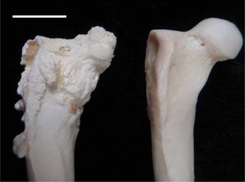 Figure 3.  The defleshed right proximal femur of a juvenile YEP with bilateral coxofemoral degenerative joint disease (left) and an unaffected age-matched control (right). The affected femoral head is markedly shrunken, angular, and roughened, with osteophyte formation on the femoral neck, and greater and lesser trochanters. Scale bar = 1 cm.