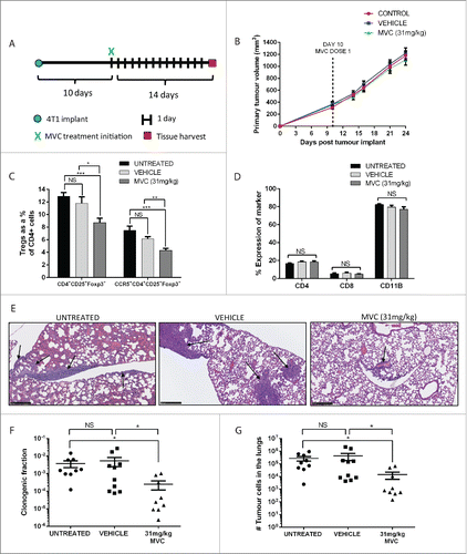 Figure 7. Treatment of 4T1 tumor-bearing mice with MVC reduced infiltrating Treg proportions and metastatic tumor burden. (A) Mice were treated with MVC 10 d post implant of 4T1 mammary tumor cells until sacrifice at day 24. (B) 4T1 tumor volume was monitored bi-weekly using caliper measurements. (C) The percentage of CD4+CD25+Foxp3+ Tregs and CCR5+ CD4+CD25+Foxp3+ Tregs, represented as a proportion of CD4+ cells, was significantly reduced with MVC treatment. (D) The percentages of CD4+, CD8+, and CD11b+ cells were not affected by drug treatment. (E) A reduction in metastases is visible in the lungs of MVC treated mice via H&E staining. Metastatic foci in each treatment group are indicated with arrows, scale bar = 250 μm. (F) Mice treated with MVC had a reduced fraction of clonogenic tumor cells in disaggregated lung tissue and (G) a reduced number of total metastatic tumor cells in the lungs. Results from three independent experiments are shown (n = 8–9 mice), and analyzed using a Student's unpaired two-tailed t-test. Significance values are designated by *p < 0.05, **p < 0.01, ***p < 0.001.