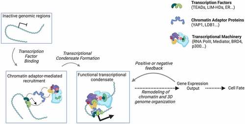 Figure 2. Chromatin adaptor proteins provide a physical and informational hub for condensate formation and diverse biological processes.
