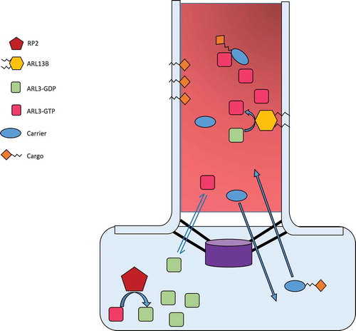 Figure 2. Proposed interaction and function of ARL3 in the cilium