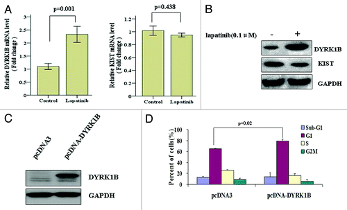 Figure 5. Lapatinib treatment increases DYRK1B expression in SK-BR-3 cells. (A) SK-BR-3 cells were treated with 0.1 µM lapatinib for 48 h, and mRNA expression levels of DYRK1B and KIST were determined by qRT-PCR. (B) SK-BR-3 cells were treated with 0.1 µM lapatinib for 48 h, and protein expression levels of DYRK1B and KIST were determined by western blot. (C) SK-BR-3 cells were transfected with a DYRK1B expressing plasmid or a vector-only plasmid, protein levels of DYRK1B were determined by western blot 48 h posttransfection. (D) SK-BR-3 cells were transfected with a DYRK1B expressing plasmid for 24 h, and then treated with 0.1 µM lapatinib for 48 h. Cell cycle distribution was quantified by flow cytometry analysis.