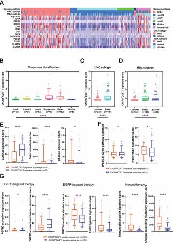 Figure 5. Characteristics of CXCR5+CD8+ T cells across MIBC molecular classifications.