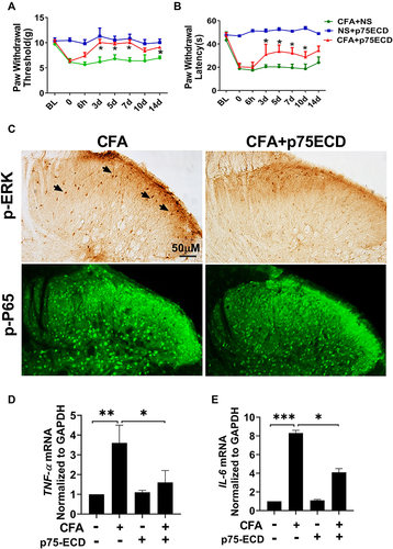 Figure 7 I.t. injection of p75NTR-ECD attenuated pain hypersensitivity and neuroinflammation in response to CFA injection. (A and B) PWT and PWL were attenuated by p75NTR-ECD treatment in CFA-induced rats. *P < 0.05 versus CFA+NS group (n=6) at the corresponding time point. (C) Representative photomicrographs show the expression of p-ERK1/2 and p-P65 in the ipsilateral spinal cord dorsal horn of CFA+NS group and CFA+p75NTR-ECD group. The higher magnification in the box shows the arrows point to the pyramidal shaped neurons. (D and E) Gene expression of IL-6 and TNF-α in the L4–L6 segments of spinal cords in different experimental groups (n = 5). Each experiment was repeated at least three times. *P < 0.05, **P < 0.01, ***P < 0.005.