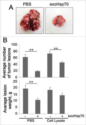 Figure 1. Administration of pure Hsp70 demonstrates a more profound anti-tumor prophylactic effect in a model of RA-2 rat rhabdomyosarcoma as compared with an Hsp70 mixture with tumor antigens. A. Lungs of experimental animals preliminary injected i.v. with PBS or Hsp70 alone or mixed with tumor extract were excised on the 21st day after tumor cell administration. B. Average number and weight of tumor lesions in experimental groups.