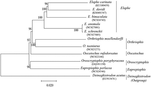 Figure 1. The Mega tree and maximum-likelihood (ML) tree among 10 species based on the whole mitogenome. Numbers at the nodes are bootstrap values of the Mega and ML analysis. The GenBank accession number of species are Elaphe carinata (KU180459), E. davidi (KM401547), E. bimaculata (NC024743), E. anomala (NC027001), E. schrenckii (NC027605), Orthriophis taeniurus (NC025275), Oocatochus rufodorsatus (NC022146), Oreocryptophis porphyraceus (GQ181130), Euprepiophis perlacea (NC024546), Deinagkistrodon acutus (EU913476).