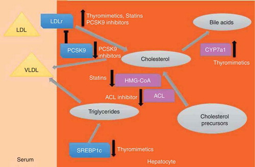 Figure 1. Schematic: Influences of cholesterol-lowering therapeutics on hepatic and extrahepatic cholesterol metabolism. The figure is a simplified depiction of cholesterol metabolism and flux in hepatocytes. Gray circles represent metabolites, rectangles represent proteins (purple = enzymes, blue = other proteins), triangles represent lipoprotein particles. Large pale gray arrows represent directions of cholesterol flux and metabolism. Small arrows at side of proteins represent changes in activity, either through alterations in protein levels or enzyme activity. Thyromimetics enhance low-density lipoprotein receptor (LDLR) expression, increase cholesterol to bile acid conversion by inducing expression of the cholesterol-processing enzyme cholesterol 7α-hydroxylase (Cyp7A1) and inhibit expression of the transcription factor sterol response element-binding protein (SREBP1c), which directs genes involved in triglyceride (TG) synthesis. Statins inhibit HMG-Co reductase with secondary effects on LDLR expression. Proprotein convertase subtilisin/kexin type 9 (PCSK9) inhibitors block PCSK9-dependent degradation of LDLR, thereby increasing LDLR levels. The ATP citrate lyase (ACL) inhibitor blocks cholesterol synthesis.