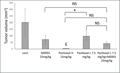 Figure 4. The effect of MEB55 (25 mg/kg; A) or paclitaxel in 2 concentrations (15 or 7.5 mg/kg) or combination of MEB (25 mg/kg) and paclitaxel (7.5 mg/kg) treatments on xenografts of MDA-MB-231 in animal model of nude BALB/cOlaHsd-Foxn1nu mice. Administration was by IP twice a week for 3 weeks. Tumor volume (mm3; calculated as V = π(length)×(width)×(height)/6) at the end of experiment (12 d post treatment initiation) is shown. Values are means ± SE (n = 8). *, Means are significantly different or NS, means are not-significantly different, as determined by Student's-t-test (P ≤ 0 .05). £, Treatment significantly different compared to control.