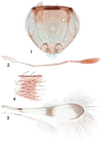 Figures 1–4. Palaeoneura farmani Amer and Zeya, holotype, ♀: (1) head, frontal; (2) antenna; (3) wings; (4) part of fore wing enlarged.