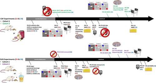 Figure 1. Timeline of experiments. During the adolescent period of development, rats were exposed to either a junk food-style cafeteria diet (top) or an otherwise healthy diet with access to a sugar-sweetened beverage (bottom). Metabolic, cognitive, and gut microbiome outcomes were evaluated either before (Experiments 1A and 2A) or after (Experiments 1B and 2B) a healthy dietary intervention (access to standard chow and water only) during early adulthood. PN: postnatal day; CAF: cafeteria diet; SUG: sugar diet; NOIC: novel object in context; NMR: nuclear magnetic resonance imaging spectroscopy; IPGTT: intraperitoneal glucose tolerance test.