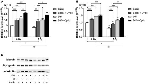 Figure 7. Effect of Hh pathway blockade by Cyclopamine on C2C12 after irradiation. Cells were grown for 3 days, irradiated, treated with Cyclopamine 3 mM and 4 days after irradiation RT-qPCR was performed and relative expression (2−ΔΔCt) of (A) MyoG and (B) MyHC was measured. Expression is normalized to the HPRT reference gene and to the basal 0 Gy condition. (C) Western Blot of the corresponding proteins was performed with cells cultured in the same way. **p < 0.01, ***p < 0.001 (t-test) denotes level of absorbance in irradiated C1C12 vs. level in the same conditions but non-irradiated C2C12, #p < 0.05, ##p < 0.01, ###p < 0.001 (t-test) indicate significant difference between groups below the vertical dotted lines.