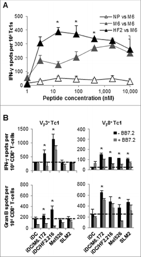 Figure 5. HF-2216–229 peptide stimulation induces high avidity, polyclonal CD8+ T cells capable of recognizing naturally-processed MAGE-A6 in an HLA-A2–restricted manner. In (A), to test the functional avidity of MAGE-A6172–187 (M6) and HF-2216–229 (HF2) peptide-primed CTLs, lymphocytes were evaluated for their ability to recognize titrated doses of the MAGE-A6172–187 peptide pulsed autologous HLA-A2+ iDC via interferon γ (IFNγ) ELISPOT assay. MAGE-A6172–187, MW = 1,772 g/mol (e.g.,, 10 μmol/L = 17.8 μg/mL); HF-2216–229, MW = 2,115 g/mol (e.g., 10 μmol/L = 21.2 μg/mL). Data from HD3 are shown, and are reflective of 2 independent experiments. NP (not pulsed with peptide) mature dendritic cells (mDC) were used for control in vitro stimulation. (B) MAGE-A6172–187–specific Vβ3+ and HF-2216–229-specific Vβ8+ T-cell clones from donors HD3 and HD12, respectively, were evaluated for their ability to recognize unpulsed (iDC), MAGE-A6172–187 (iDC/M6.172)– or HF-2216–229 (iDC/HF2.216)–pulsed autologous iDC, as well as the Mel526 and SLM2 melanoma cell lines in IFNγ and granzyme B ELISPOT assays. Analysis of 104 T effector cells and 104 control or peptide-pulsed antigen presenting cells (APCs) co-incubated in each assay well. The data presented are adjusted to represent the frequency of responders per 105 CD8+ T cells. BB7.2 anti-HLA-A2 antibody (10μg/mL) was added to replicate wells to confirm the HLA-A2-restriction of T-cell responses. Mean ± SEM values are presented. Statistical analyses were performed relative to BB7.2 blocking control by single-tailed Student's T test; *p < 0.05.