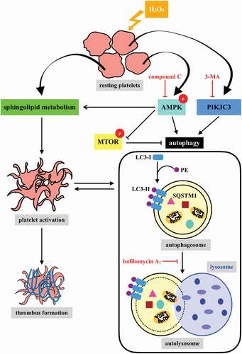 Figure 8. Hypothetical scheme of H2O2-mediated platelet autophagy. A novel linkage between AMPK-MTOR and sphingolipid metabolism in anucleate platelet autophagy was identified: platelet autophagy and platelet activation are positively correlated