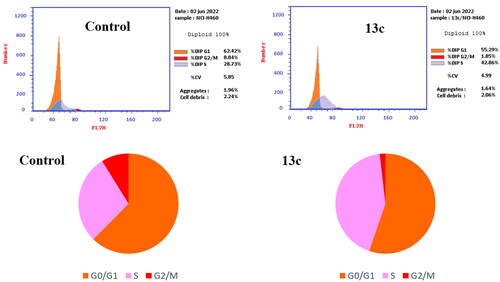 Figure 8. Cell cycle analysis of compound 13c (left panel) and DMSO (right panel)-treated NCI-H460 cells (right panel).