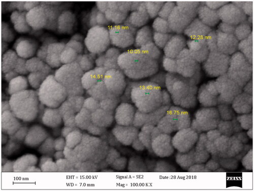 Figure 2. FESEM image of the synthesized AgClNPs. As seen, the nanoparticles have a spherical shape with a size around 13 nm in diameter.