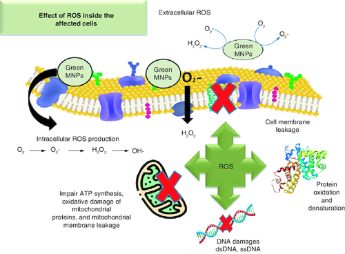 Figure 3. Production of reactive oxygen species by metal nanoparticles inside the affected cells.MNP: Metal nanoparticle; ROS: Reactive oxygen species.