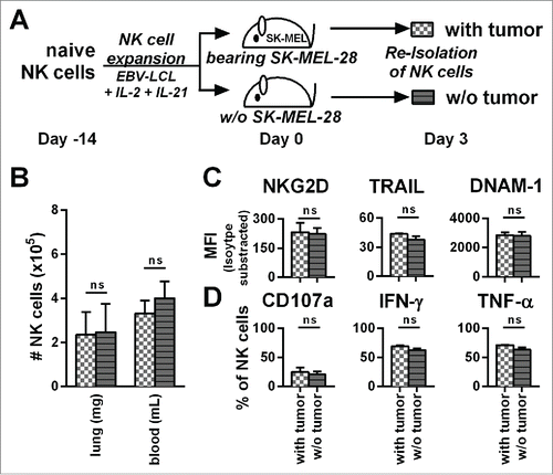 Figure 5. The presence of tumor does not influence the phenotype, potential for degranulation, and cytokine production of adoptively transferred NK cells. (A) A scheme is shown for evaluation of expanded NK cells in vivo. Mice were irradiated and received human SK-MEL-28 melanoma cells (with tumor) or PBS (w/o tumor) by intravenous (i.v.) injection. Three days later after establishment of tumor, all mice were treated (i.v.) with human NK cells expanded with the optimized protocol. Three days after transfer of the NK cells, cells from the blood and lungs of the mice were recovered. (B) NK cells from the blood and lungs were enumerated and NK cell numbers per g of lung and per mL of blood are shown. (C) NK cells from mouse lungs as described in A were analyzed for the surface markers NKG2D, TRAIL, and DNAM-1 by flow cytometry and shown are the mean fluorescence intensity (MFI) corrected by isotype subtraction. (D) NK cells as described in A were stimulated with PMA/Iono and analyzed by flow cytometry for degranulation and production of IFNγ and TNF-α. Means and standard deviations for NK cells from three independent donors are shown with cells from 3–5 mice that were pooled per condition for each donor. Statistical significance was tested by paired Student's t-test.