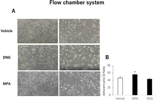 Figure 2. Effects of various progestogens on the adhesion of U937 monocytoid cells to human umbilical vein endothelial cells (HUVECs) under flow conditions.HUVECs were treated with various progestogens as described in Figure 1. (A) Representative micrographs of HUVECs in a flow chamber system. The indicated small round cells were adherent to the U937 monocytoid cells. Sample fields are at 40× magnification (left), with details of the cells (right) shown at 100× magnification. (B) U937 monocytoid cells at 10,000/mL were perfused over HUVEC monolayers, and adherent cells were counted 5 min after perfusion. The total number of adherent cells in 10 randomly selected microscopic fields of each sample is shown. Data are presented as the mean ± SEM of three biological replicates. *P < 0.05 vs. vehicle only.