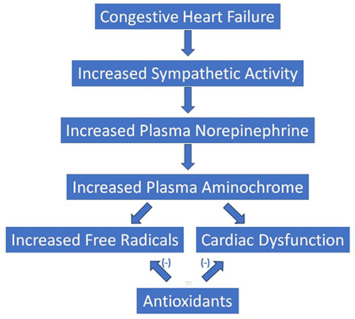 Figure 1 The diagrammatic representation of the role of antioxidants in congestive heart failure. It is proposed that the newer antioxidants can combat the ill effect of aminochrome and free radicals originated from heightened sympathetic activity and increased plasma catecholamines.