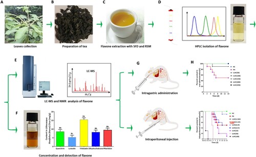 Figure 1. Schematic illustration of this study. A. Leaves were collected from Lithocarpus litseifolius (Hance) Chun (LLHC). B. Sweet tea was prepared from LLHC leaves. C. Total water-soluble flavonoids were separated from sweet tea via an optimum method determined by SFD and RSM. D. The main components in the extract were analysed by HPLC. E. The compound composition of the five flavonoids was analysed by LC–MS and NMR. F. Total water-soluble flavonoids were concentrated and detected. G. The toxicity and intervention effects were assessed using intragastrical and intraperitoneal administration in a mouse model. H. The results of the toxicological investigation.