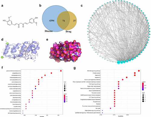 Figure 1. Network pharmacological study on the mechanism of curcumin in RA. (a) 2D structure of curcumin. (b) Intersection of the targets of RA and curcumin. (c) Curcumin-RA target–protein interaction network. (d) Docking diagram of curcumin and AKT1. (e) Surface image of curcumin docking with AKT1. (f) GO enrichment analysis results. (g) KEGG enrichment analysis results.