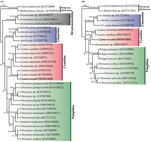 Figure 4. Phylogenetic relationships between Cyanea nozakii (MT813455) within the order Semaeostomeae inferred from nearly complete 18S rDNA (A) and partial sequence of 28S rDNA (B) with maximum-likelihood (ML), Bayesian inferences (BI) and maximum parsimony (MP). Numbers separated by a slash above each branch are; ML bootstrap probabilities (on the left side), BI posterior probabilities (in the middle), and MP bootstrap probabilities (on the right side). A nodal support with less than Branch lengths are proportional to the scale given.