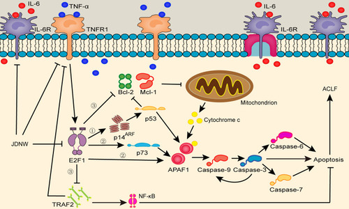 Figure 8 JDNW’s regulation of E2F1-mediated apoptosis pathways in hepatocyte.