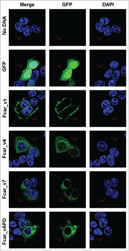Figure 2. Confocal microscopy analysis of the Fcar cellular localization with GFP-tagged proteins and DAPI. EXPI cells were transfected with plasmids containing Fcar variants 1, 4, 7, and APD with c-terminal eGFP. Controls: plasmid (e-GFP only) and no plasmid. Cells were fixed and mounted onto glass slides and viewed using Zeiss confocal microscopy Meta upright LSM5100. Positive control eGFP proteins as well as Fcar variants 4, 7, and APD were found to be intracellular localized. Only Fcar_v1 (Fcar_v1-GFP) was found to be predominantly lining the plasma membrane. The figure shown is representative of at least 4 independent experiments.