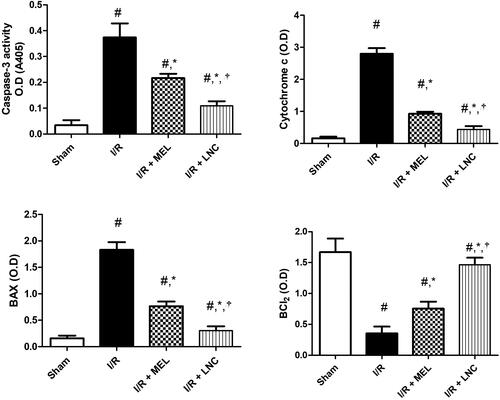 Figure 7. Apoptotic markers (caspase-3, cytochrome c, Bax, Bcl-2) for different groups. Significance (p < .05) from sham group represented by (#), from ischemia/reperfusion (I/R) group represented by (*), and from melatonin (MEL) solution-treated group represented by (†). Samples containing equal amount of protein lysates (50 µg per lane) were used for the analysis after processing, and overnight incubation at 4 °C with the antibodies. After 24 h, samples were incubated with horseradish peroxidase-conjugated secondary antibodies for 1 h at room temperature and protein blots were detected using enhanced chemiluminescence substrate.