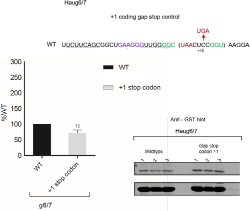 Figure 7. Analysis of the bypassing hypothesis for φ Hau3 g6/7. To test for +1 frameshifting, a +1 stop codon was placed within the coding gap (+1 Stop codon – top sequence). Constructs were assayed in triplicate, and samples were analysed by immunoblotting. Experiments were performed in duplicate. Densitometry was performed on the termination product and the transframe product for each sample, recoding efficiency was calculated for each test sequence and values were normalized against the wild-type control.