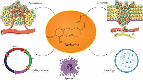 Figure 2. Anticancer mechanisms associated with berberine.