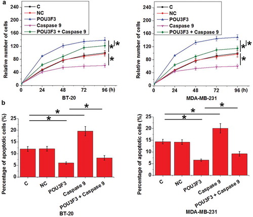 Figure 5. LncRNA POU3F3 overexpression promoted cell proliferation and inhibited cell apoptosis possibly through cleaved caspase 9.LncRNA POU3F3 overexpression resulted promoted cell proliferation (a) and inhibited cell apoptosis (b) of TNBC cell lines BT-20 and MDA-MB-231, while treatment with Cleaved Caspase-9 at a dose of 50 nM played an opposite role and significantly attenuated the effects of lncRNA POU3F3 overexpression on cancer cell proliferation and apoptosis (*, p < 0.05).