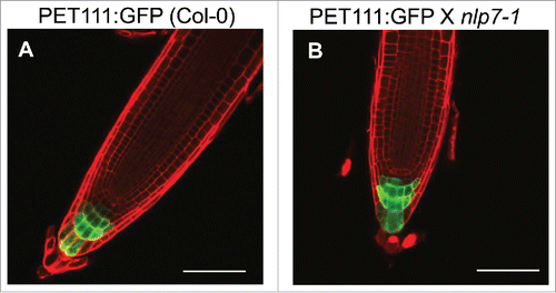 Figure 1. The columella root cap marker PET111 has similar expression in both Col-0 and nlp7-1. (A) PET111 expression in Col-0, (B) PET111 X nlp7-1. Scale bar = 100 µm.