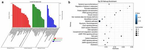 Figure 3. Functional categorization of significantly altered mRNAs between young and older rats’ thoracic aortas. (a) Categorization of differentially expressed mRNAs between young and older rat’ thoracic aortas using GO terms. (b) The KEGG enrichment signaling pathways of differentially expressed genes between young and older rat’ thoracic aortas. GO: gene ontology; KEGG: Kyoto Encyclopedia of Genes and Genomes